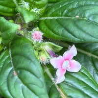 Knoxia platycarpa var. hirsuta (Arn.) Thwaites